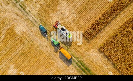 Vista dall'alto del trasbordo dalla trebbiatrice agricola, dalla mietitrebbia al rimorchio, scarico del mais raccolto. Foto Stock