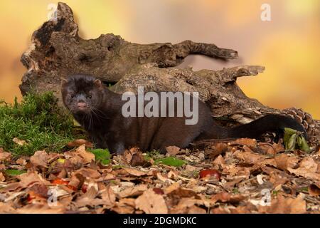 Marrone mink europeo in una foresta d'autunno da cui si vede il lato Foto Stock