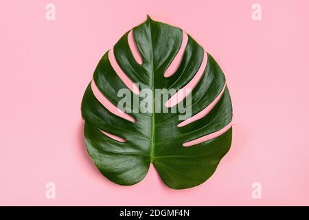 Singola foglia verde di monstera su sfondo rosa Foto Stock