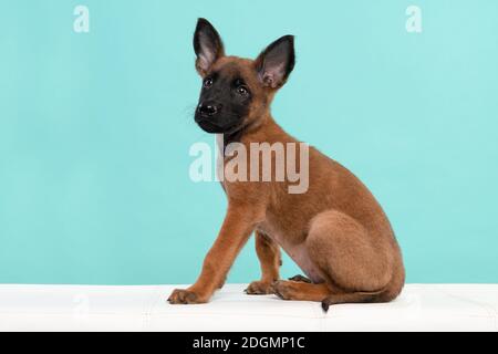 Pastore belga o cucciolo di cane Malinois seduto su un blu sfondo visto di lato Foto Stock