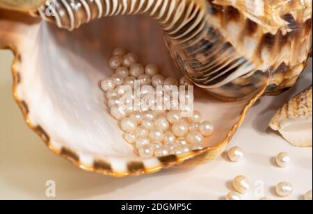 perline perline giacciono in una conchiglia di conchiglia, primo piano foto Foto Stock