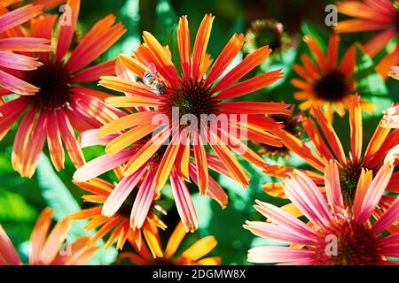 Piccola vespe sui fiori e petali di rudbeckia sul prato estivo. Sfondi e texture floreali e a base di erbe Foto Stock