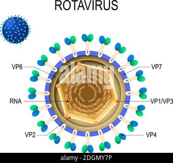 Anatomia del rotavirus. Struttura del virione. Diagramma vettoriale della posizione delle proteine strutturali del rotavirus. Virus Rota che causa gastroenterite acuta Illustrazione Vettoriale