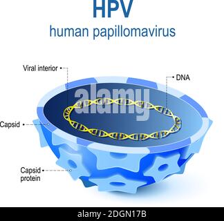 hpv - papillomavirus umano. Illustrazione vettoriale dell'interno virale sezione trasversale del papillomavirus capsidico con DNA virale. HPV è un'infezione Illustrazione Vettoriale