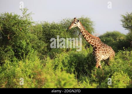 Massai-Giraffe Nel Parco Nazionale Tsavo Est, Kenya, Africa Foto Stock