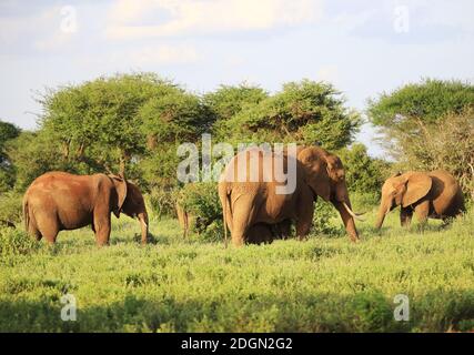 Elefanti con pelle rossa a causa della polvere in Tsavo East Nationalpark, Kenya, Africa Foto Stock