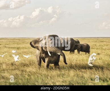Elefanti A Amboseli Nationalpark, Kenya, Africa Foto Stock