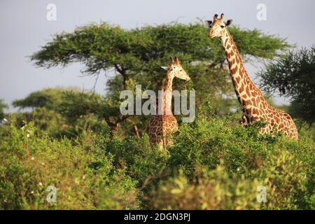 Massai-Giraffe Nel Parco Nazionale Tsavo Est, Kenya, Africa Foto Stock