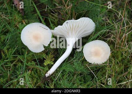 Cuphophyllus virgineus, conosciuto come il cappuccio di cera nevoso, fungo selvatico dalla Finlandia Foto Stock