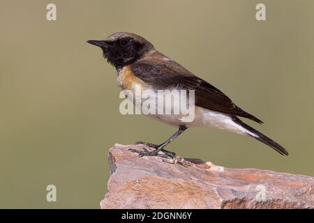 Oostelijke bionda Tapuit vrouw zittend op marcisce; Nero orientale-eared culbianco femmina appollaiato sulla roccia Foto Stock