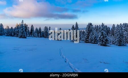 Wundervolle Winterlandschaft im Vorarlberg, paesaggio innevato in Austria, foresta innevata nel periodo natalizio, paese delle meraviglie invernali nelle alpi, giorno di sole, speranza Foto Stock