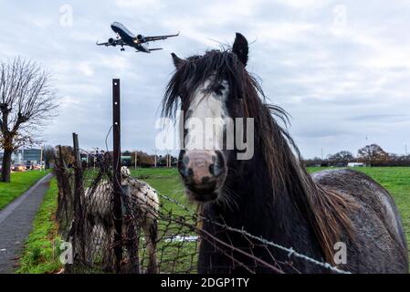 Aeroporto Heathrow di Londra, Londra, Regno Unito. 9 Dic 2020. Durante la notte la pioggia si è sgombrata in una fresca mattinata mentre i primi arrivi atterrano a Heathrow. La pioggia ha lasciato il terreno soddo. I cavalli bagnati nel campo sotto l'avvicinamento sono insorretti dai jet planes che passano sopra Foto Stock