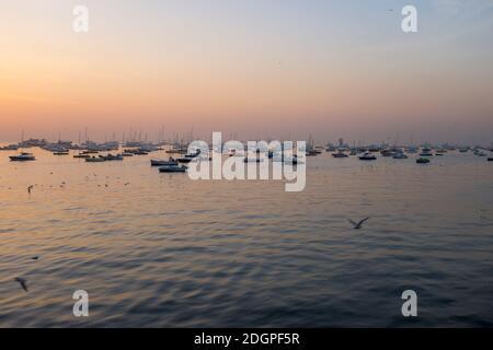 Barche turistiche in primo mattino poco chiaro, Mumbai Harbour, vicino al Gateway of India, Mumbai, India Foto Stock