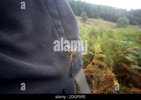 Isola di Arran, Nord Ayrshire, Scozia, Regno Unito. Il sentiero per Goatfell. Dragonfly sul braccio di escursionista Foto Stock