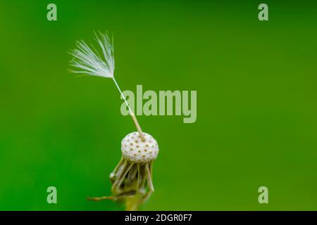 Dente di leone testa audace senza semi con un solo seme in lo sfondo verde Foto Stock