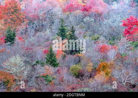 Autunno nelle montagne Appalachian vista lungo il Blue Ridge Parkwa Foto Stock