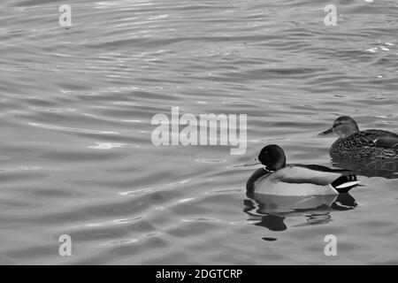 Anatre fotografate in monocolore Foto Stock