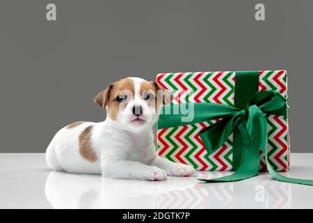 Piccolo cane giovane con grande regalo per Capodanno o compleanno. Carino gattino bianco marrone giocoso o animale domestico su sfondo grigio studio. Concetto di vacanze, animali domestici amore, celebrazione. Sembra divertente. CopySpace. Foto Stock