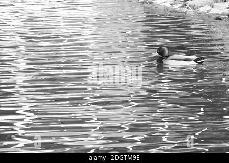 Anatre fotografate in monocolore Foto Stock