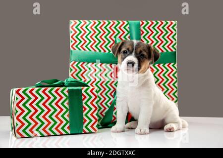 Piccolo cane giovane con grandi regali per Capodanno o compleanno. Carino gattino bianco marrone giocoso o animale domestico su sfondo grigio studio. Concetto di vacanze, animali domestici amore, celebrazione. Sembra divertente. CopySpace. Foto Stock