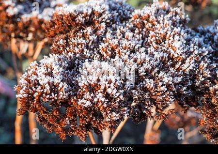 La testa di semina spectabile Sedum assume un aspetto pittorico quando spolverata Con neve e gelo in un giardino inglese Foto Stock