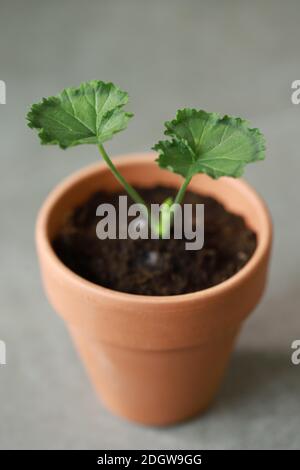 Piccole piante di semina che crescono in una pentola di argilla con fertile suolo Foto Stock