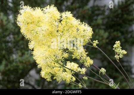 Spruzzi di Thalictrum aureum multi-fiorente su steli viola in estate In un giardino all'inglese Foto Stock