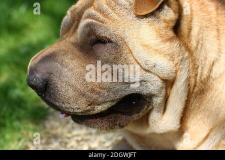 Cane di sharpei Foto Stock