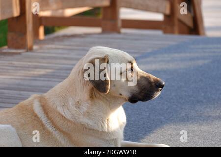 Street Dog primo piano su Bridge Foto Stock