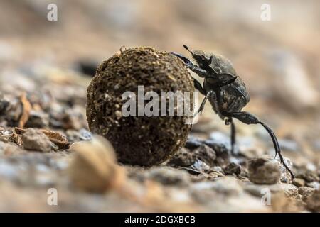 coleottero sterco risolvere problemi mentre facendo uno sforzo per rotolare una palla in salita attraverso ghiaia Foto Stock