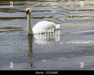 elegante cigno che scivola attraverso l'acqua Foto Stock