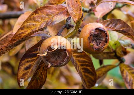 Frutti maturi di Mespilus germanica marrone organico maturo Medlar, su albero a fine autunno con foglie autunnali verdi, gialle e marroni sullo sfondo. Foto Stock