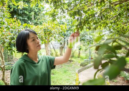 Donna guardare le foglie su alberi Foto Stock