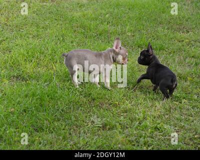 Due cuccioli di Bulldog francesi che giocano su UN prato Foto Stock