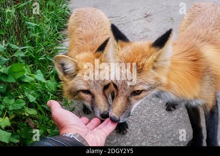 Volpi addomesticato che giocano con la mano dell'uomo Foto Stock