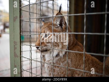 triste lince giovane in una gabbia presso lo zoo. Foto Stock