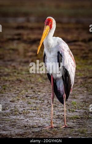 Ritratto di cicogna gialla in Tanzania Foto Stock