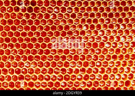 Struttura e modello di una sezione di nido d'ape di cera da un alveare d'api pieno di miele d'oro Foto Stock