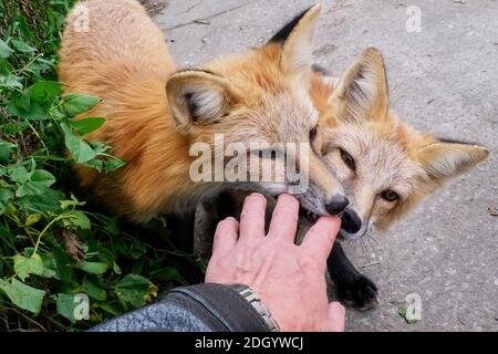 Volpi addomesticato che giocano con la mano dell'uomo Foto Stock