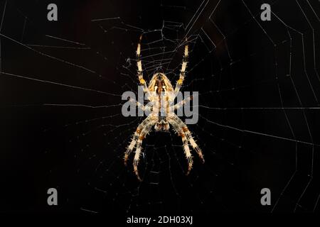 Vista parte inferiore di un giardino Spider Araneus diadematus sul Web Foto Stock