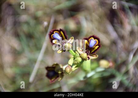 Speculum di Ophrys (specchio di Venere) nella fioritura piena della molla. Foto Stock