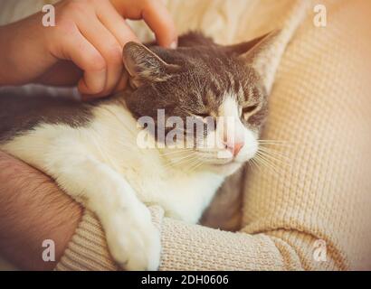 Cute tabby domestico felice gatto si siede nelle braccia di un uomo in un maglione beige, e l'uomo riga delicatamente il gatto dietro l'orecchio. Animali domestici e proprietario. Foto Stock