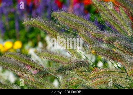 Erba ornamentale, erba piume, Pennisetum alopecuroides Panicles Settembre Giardino perenni Settembre Grass fine estate Foto Stock