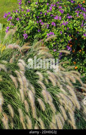 Erba di piuma, Pennisetum alopecuroides panicles Lycianthes rantonnetii - cespuglio di patate blu Foto Stock