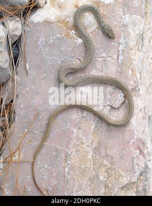 Serpente nano con testa ad anello, Eirenis modestus in grecia Foto Stock