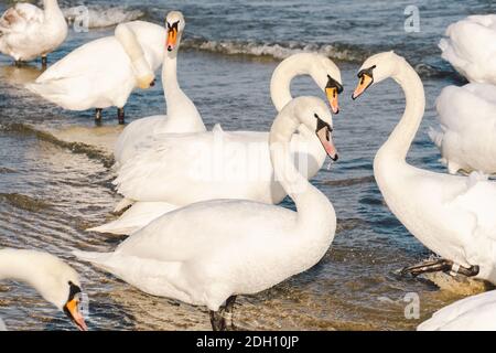 Cigni e gabbiani sulla costa del Mar Baltico in inverno, avvistare la città Polonia. Gabbiani e cigni selvaggi affamati competono per il cibo dentro. Foto Stock