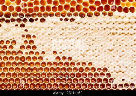 Giallo bella favo di miele, sfondo Foto Stock