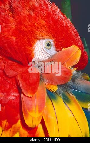Scarlet Macaw, (Ara macao) che va dal Costa Rica al Brasile centrale. Preparazione. Foto Stock