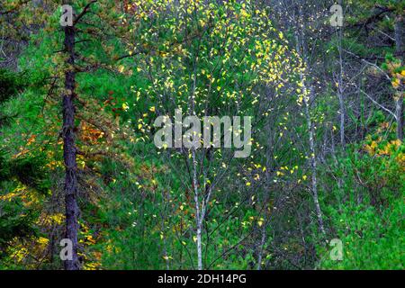 Una foresta mista di confidenti e decidua in autunno nelle Pocono Mountains della Pennsylvania. Foto Stock