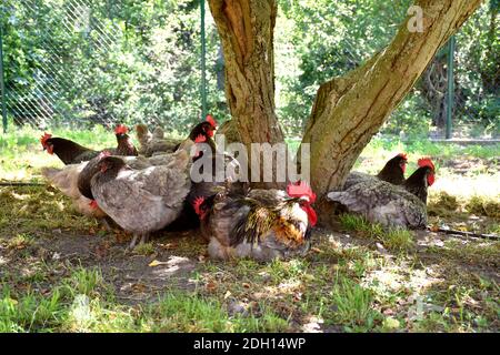 Gallo e polli (biblu) che riposano sotto un albero di mela in una giornata calda. Foto Stock